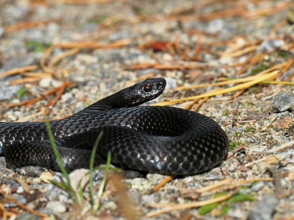 Reptiles photo